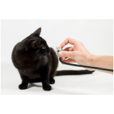 eletrocardiograma para cães e gatos marcar Belenzinho