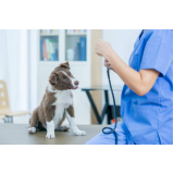 exame de ecocardiograma para cães e gatos marcar Cuidade Patriarca