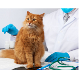exame de sangue para gatos marcar Vila São Geraldo
