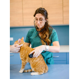 exame de sangue para gatos Maria Quedas