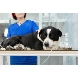 fisioterapia a domicilio para cachorro Vila talarico