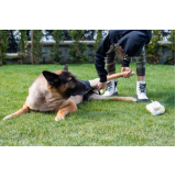 fisioterapia para cachorro agendar Parque Santo Eduardo
