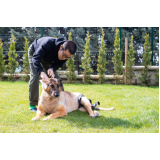 fisioterapia para cachorro de médio porte agendar Vila Prudente