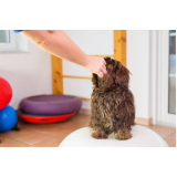 fisioterapia para cães e gatos Vila Diva