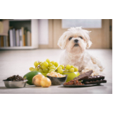 médico nutricionista para cão Vila Mafra