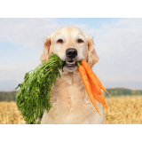 nutricionista cachorro agendar Canindé
