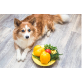 nutricionista de cães marcar Ponche Verde