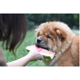 nutricionista profissional para cães Pau Queimado
