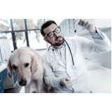 Oncologista para Cachorro