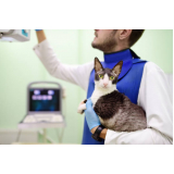 onde agendar consulta de especialidade de ortopedia para gato Jardim japão
