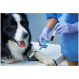 onde agendar oncologista para cães Vila Formosa