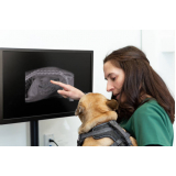 onde agendar ortopedista para cães e gatos Fazendinha