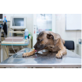 onde fazer ozonioterapia para cachorro Zona Leste