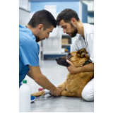 onde fazer ozonioterapia para cães e gatos Chácara Belenzinho