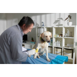 onde fazer ozonioterapia para pets Vila Formosa