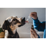 onde marcar consulta de especialidade de nutricionista para cachorro Vila pedreira