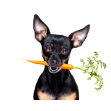 onde marcar consulta de especialidade de nutricionista para cães Jardim Jaú