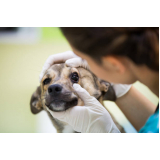 onde marcar consulta de especialidade de oftalmologia para cachorro Vila Lais