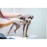 onde marcar consulta de especialidade de ortopedia para cachorro Vila Antonina