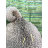 onde tem acupuntura para gatos Manguari