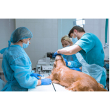 onde tem oncologia em cães Miguel Russiano