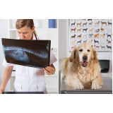 ortopedia animal clínica Vila Calegari