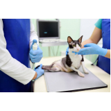 Ortopedista para Cachorros e Gatos