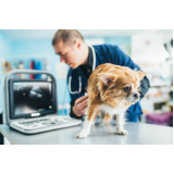 ortopedista para cachorro de grande porte clínica Chácara Califórnia