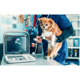 ortopedista para cachorro de grande porte Viela Sabesp