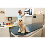 ortopedista para cachorros clínica Vila talarico