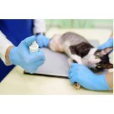 ortopedista para cachorros e gatos clínica Vila pedreira