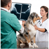 ortopedista para cachorros Chácara Califórnia
