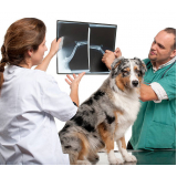 ortopedista para cães de grande porte Miguel Russiano