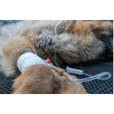 Ozonioterapia para Animais de Pequeno Porte