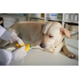 Ozonioterapia para Animais