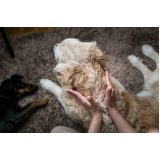ozonioterapia cachorro Fazendinha