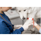ozonioterapia para cachorro Vila Formosa