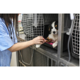 ozonioterapia para cães e gatos agendar Vila Leme
