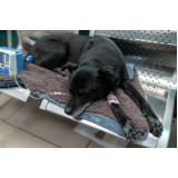ozonioterapia para cães e gatos Vila Antonina