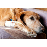 ozonioterapia para cães idosos tratamento Vila Zamataro