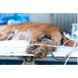 ozonioterapia para gatos e cachorros tratamento Vila Azevedo