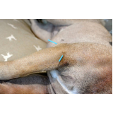 sessão de acupuntura em cães e gatos Chaparral
