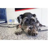 tratamento de ozonioterapia para animais de pequeno porte Vila Antonina