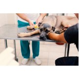 tratamento de ozonioterapia para cachorro Ponche Verde