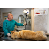tratamento de ozonioterapia para cães e gatos Chaparral