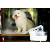 tratamento de ozonioterapia para cães Brás