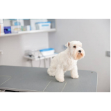 tratamento de ozonioterapia para pets Vila Paulistania