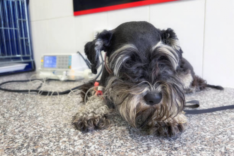 Tratamento de Ozonioterapia para Animais de Pequeno Porte Cidade Mãe do Céu - Ozonioterapia para Pets