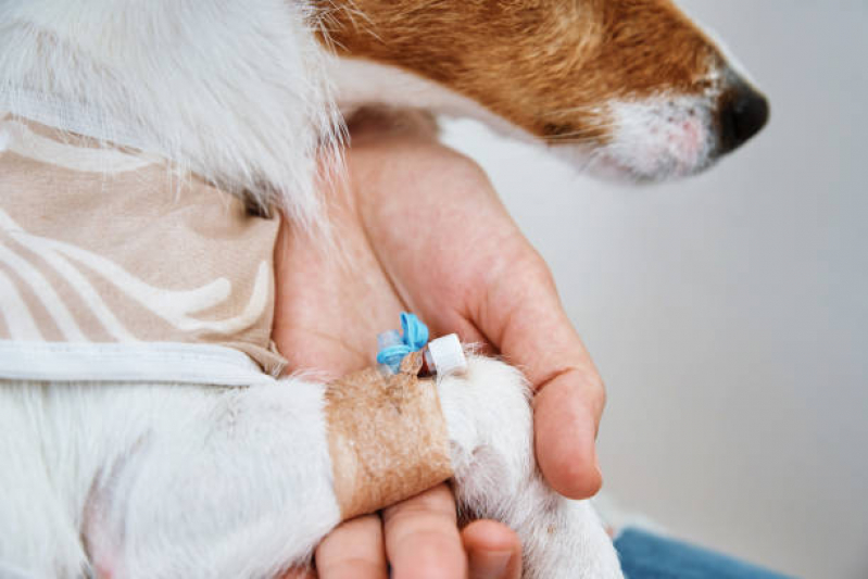 Tratamento de Ozonioterapia para Animais Fazendinha - Ozonioterapia para Pets