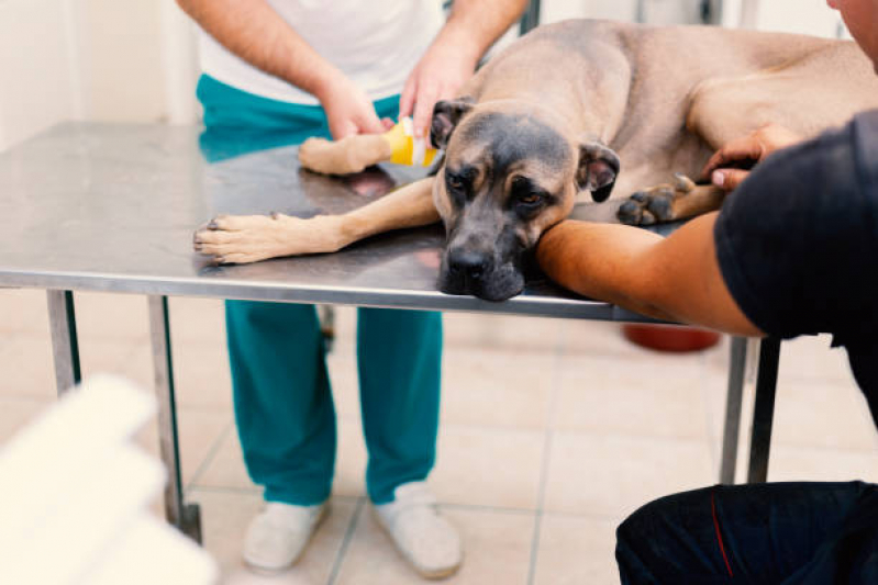 Tratamento de Ozonioterapia para Cachorro Ponche Verde - Ozonioterapia para Cachorro Tatuapé
